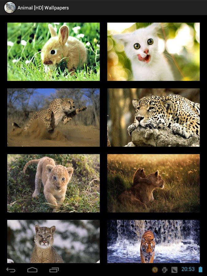 Google Animal Backgrounds