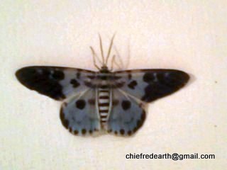Blue day moth