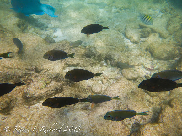 Doctorfish tang | Project Noah