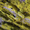 crust lichen