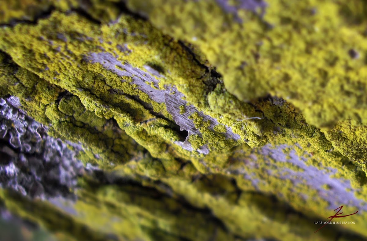 crust lichen