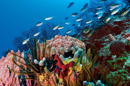 A reef near St. Lucia teeming with fish.