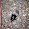 Fruit and flower chafers