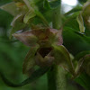 Helleborine orchid