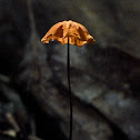 Marasmius fungi