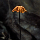 Marasmius fungi