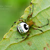 Kidney Garden Spider/Pale Orb Weaver
