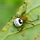 Kidney Garden Spider/Pale Orb Weaver