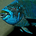 Midnight parrotfish