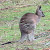 Eastern grey kangaroo (♀)