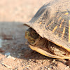 Ornate Box Turtle