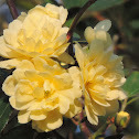 Yellow Lady Banks Rose