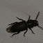 Longhorn-beetle or black-longicorn-beetle