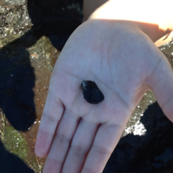 Hawaiian mussel Project Noah