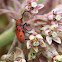 red milkweed beetle