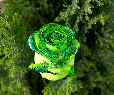 How to download Green Rose Live Wallpaper 1.3 unlimited apk for android