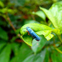 Blue Sharpshooter Leafhopper