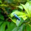 Blue Sharpshooter Leafhopper