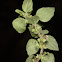 Mediterranean Pellitory-of-the-wall