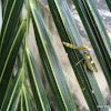 green flower mantis