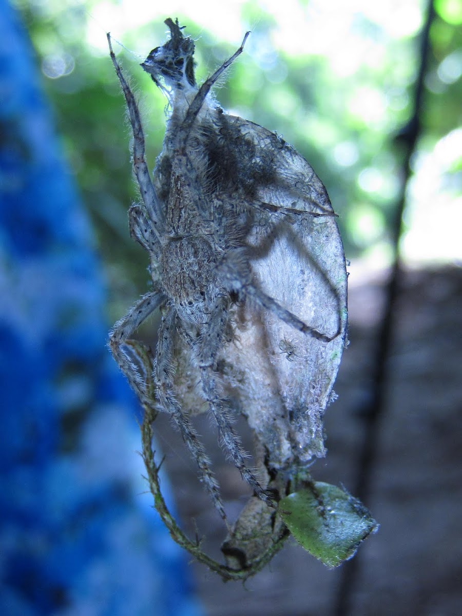 Araña y sus pequeñas