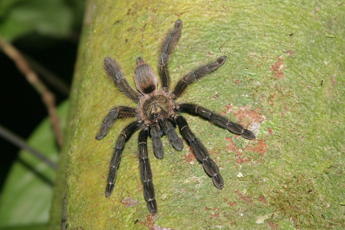 Costa Rican orangemouth tarantula