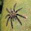 Costa Rican orangemouth tarantula