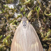 California Oakworm Moth