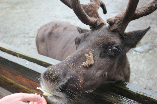 moose - The reindeer would come right up close, at the Alaska Wildlife Foundation, outside Ketchikan, as long as you had something it wanted.