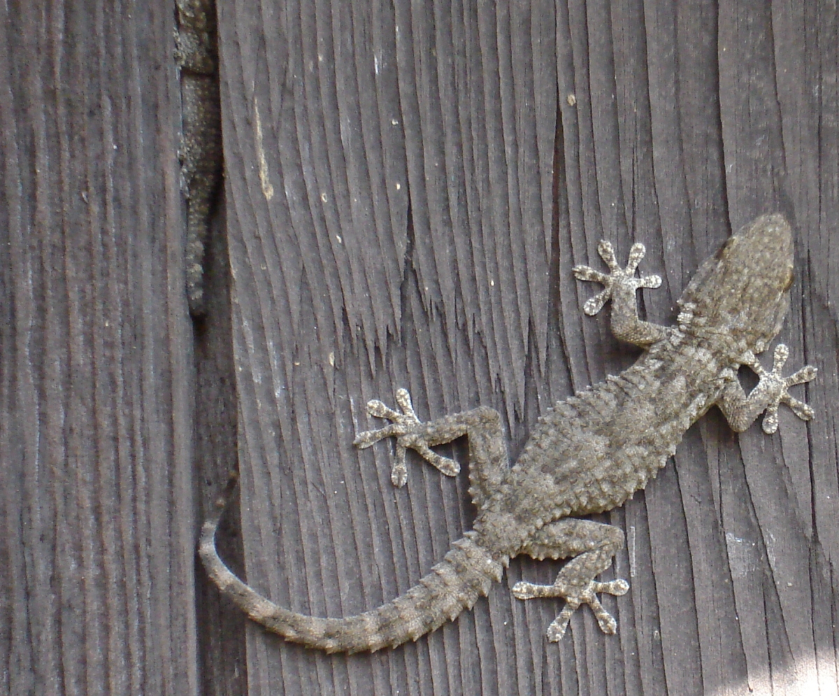 Moorish/Crocodile Gecko