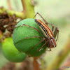 Striped Lynx Spider