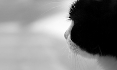 黒猫の壁紙 Androidアプリ Applion