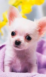 How to get Chihuahua Jigsaw Puzzle patch 1.0 apk for android