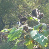 Black-capped chickadee