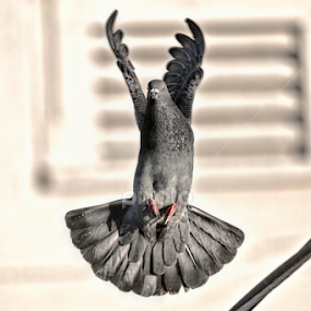 Pigeon by Barry Shurchin - Animals Birds