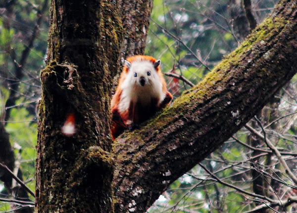 kærtegn ustabil Diskurs Red and White Giant Flying Squirrel | Project Noah