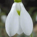 Spring Snowdrop logo