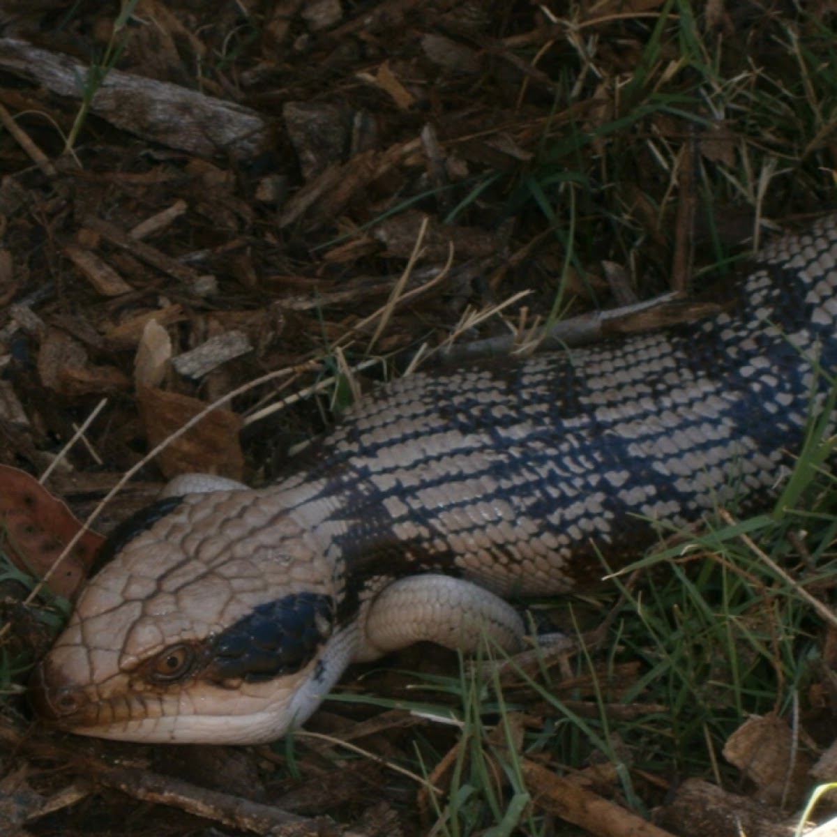 Western Blue Tongue Lizard