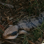 Western Blue Tongue Lizard