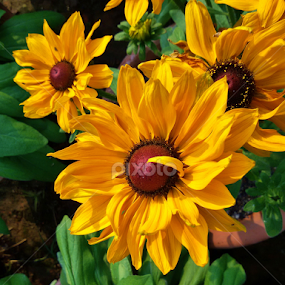 Mexican Sunflowers by Manab Das - Flowers Flower Gardens