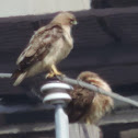 Red-tailed Hawk     Pair