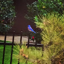 Eastern Bluebird