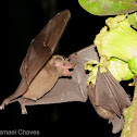 Long-tongued Bat