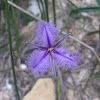 Fringe Lily