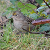 Golden-crowned Sparrow (1st Winter)