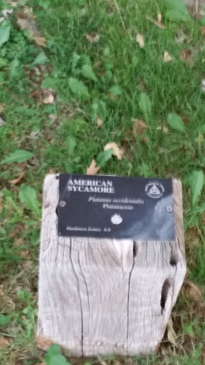 American Sycamore Plaque