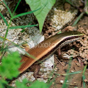  Bronze Grass Skink  by Sankar Singha - Animals Reptiles