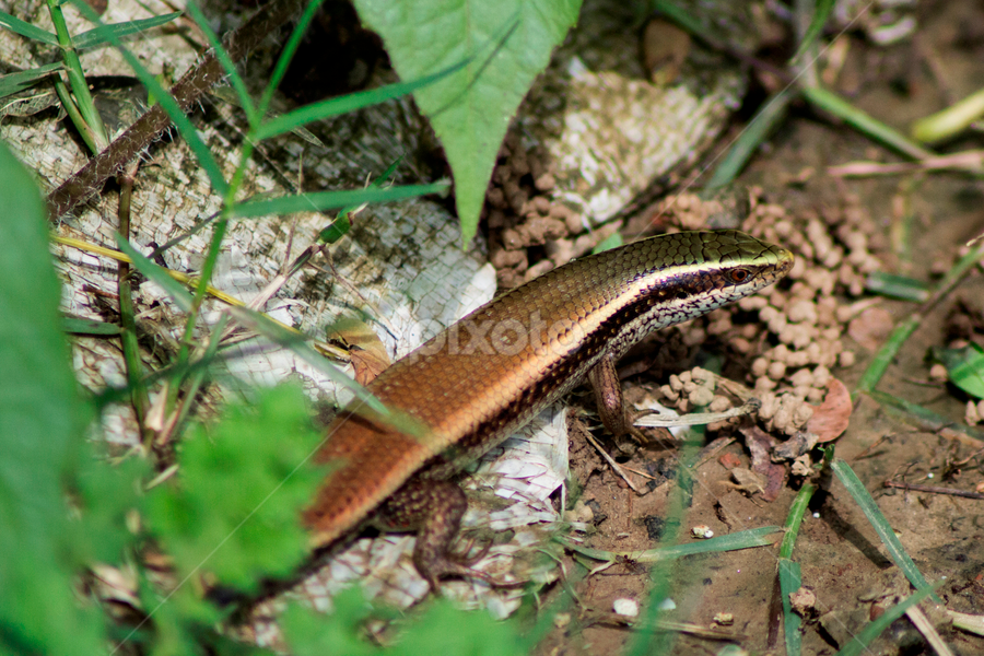  Bronze Grass Skink  by Sankar Singha - Animals Reptiles