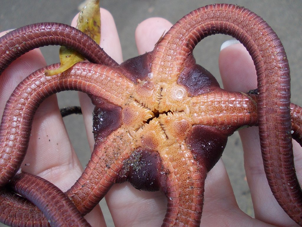 Snake brittle star