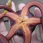 Snake brittle star